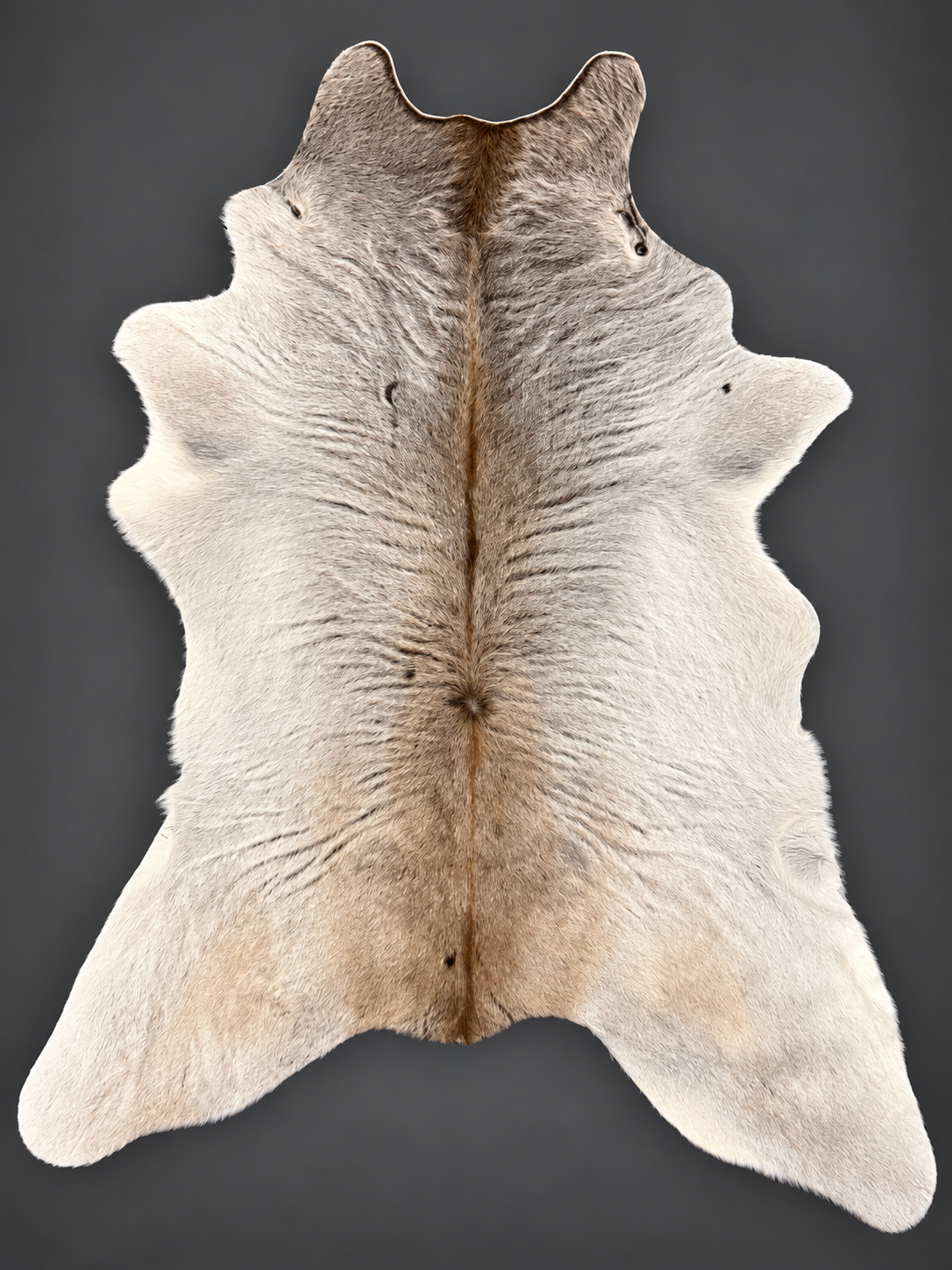 The Silver Sage Brahman Calf Hide
