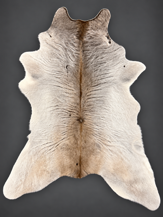 The Silver Sage Brahman Calf Hide